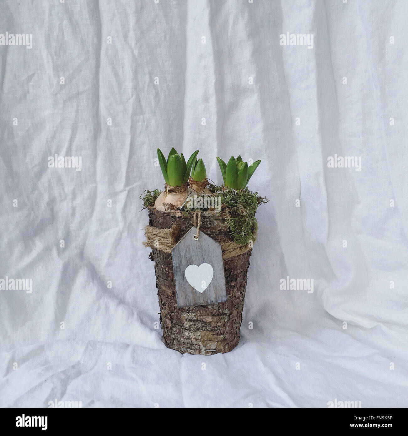 Bulbi di giacinto in un vaso di fiori con cuore tag Foto Stock