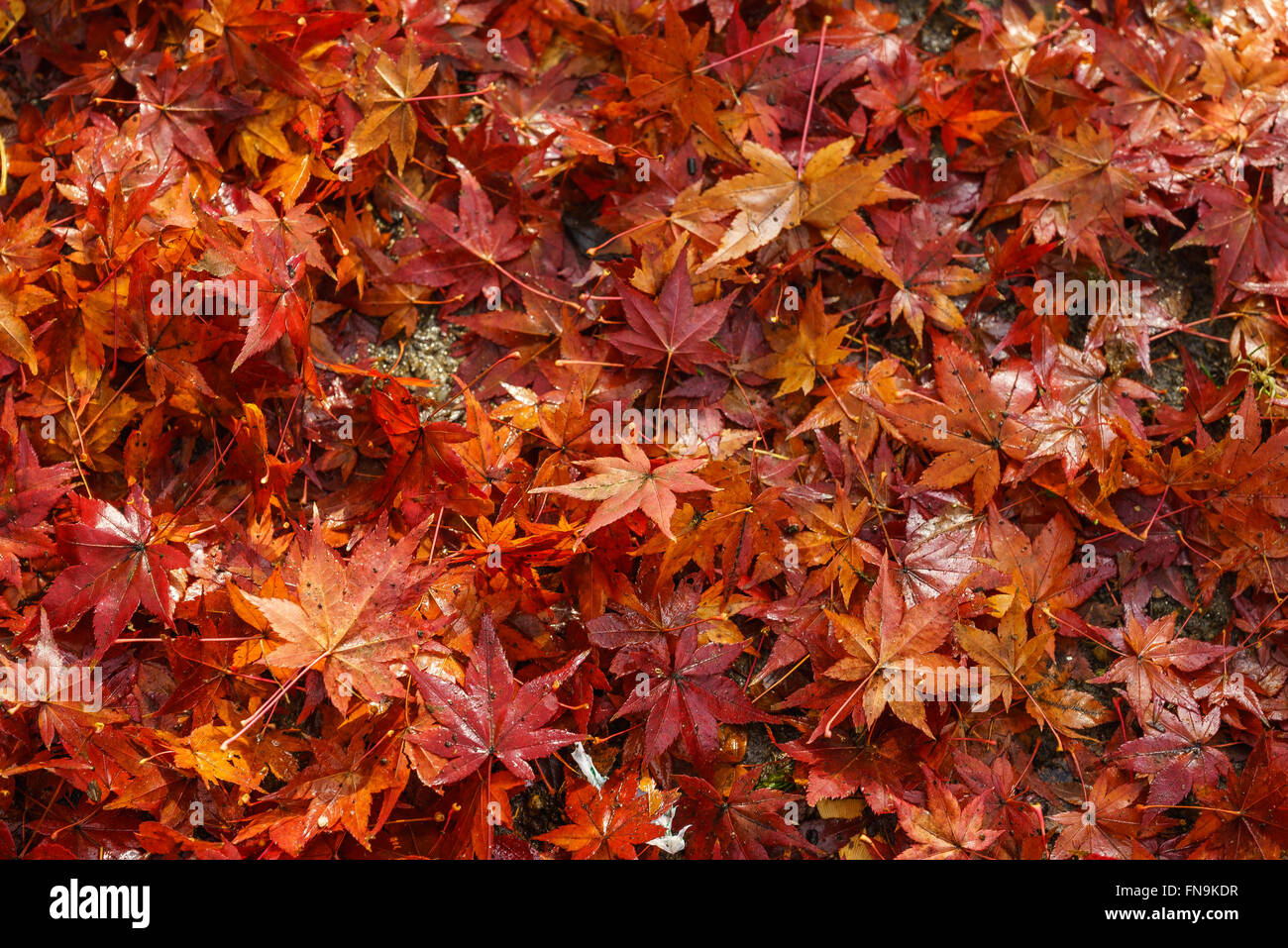 Autunno foglie di acero, Parco di Nara, Giappone Foto Stock