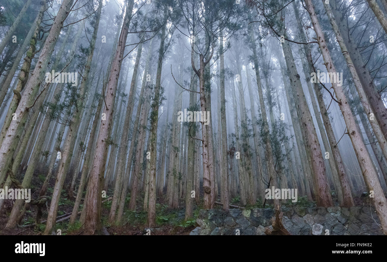 La nebbia in cedro giapponese foresta, Jigokudani Monkey Park, Nagano, Giappone Foto Stock