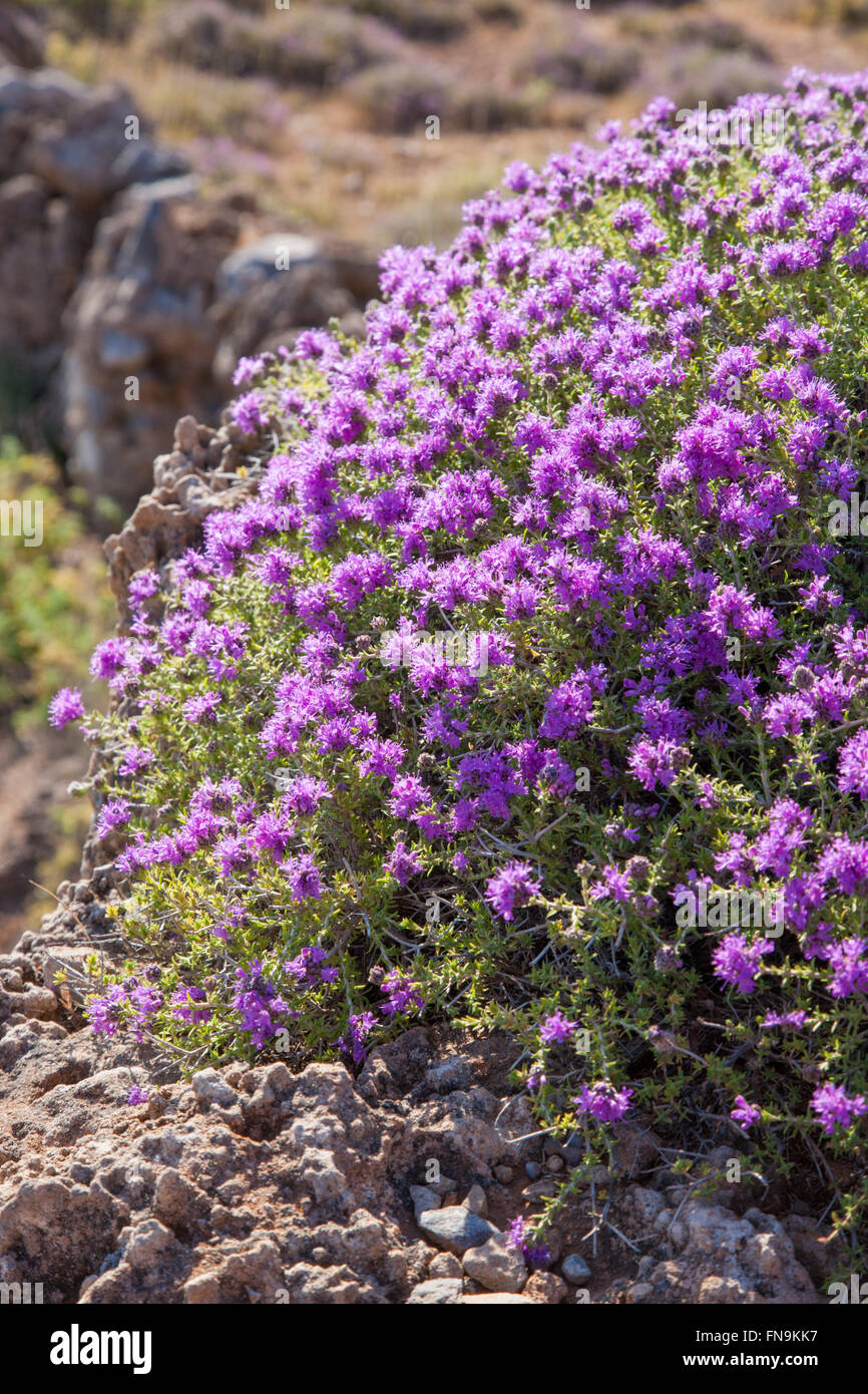 Lindos, Rodi, Egeo Meridionale, Grecia. Serpillo (Thymus serpyllum) in fiore su terreno roccioso. Foto Stock