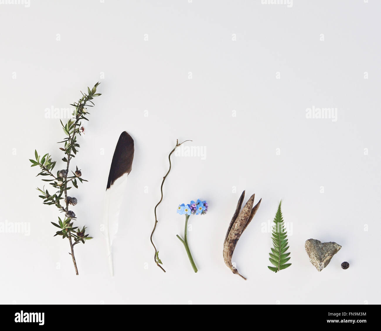 Disposizione dei gambi, fiori, foglie e una piuma Foto Stock