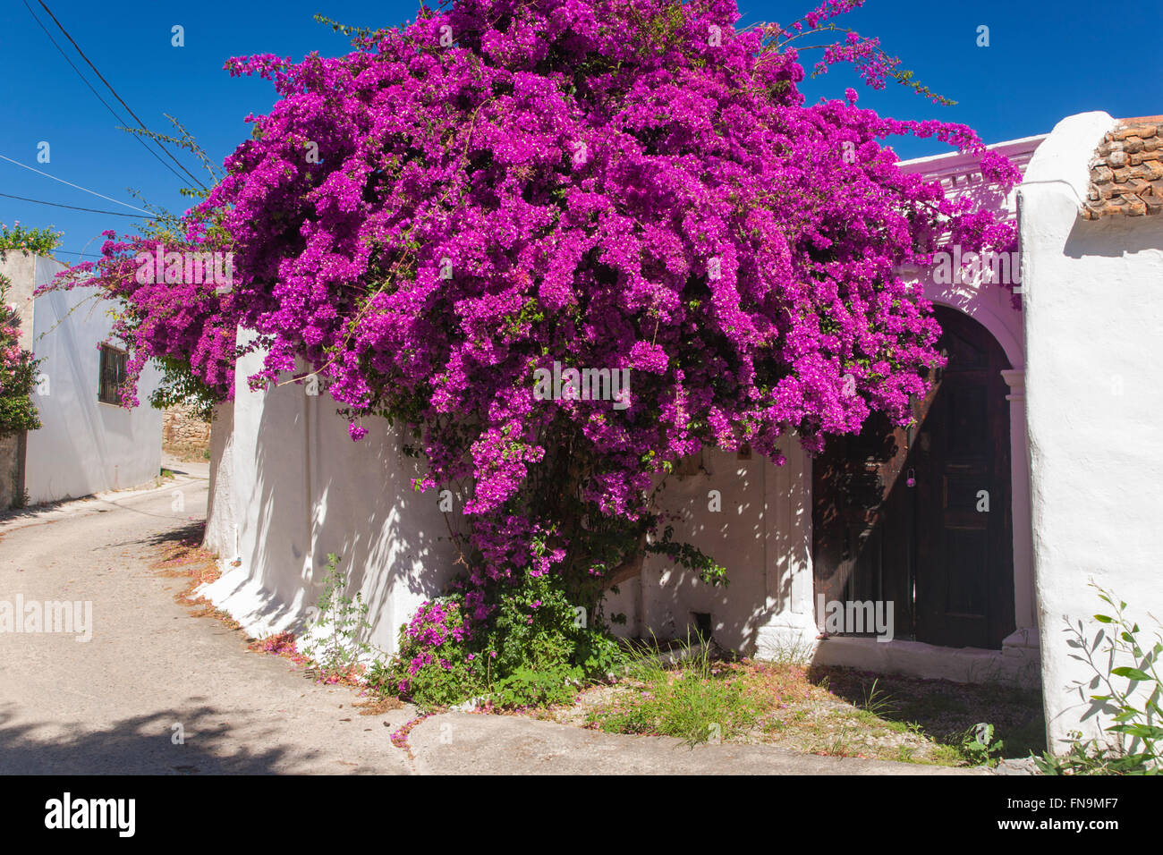 Lahania, Rodi, Egeo Meridionale, Grecia. Spettacolare esibizione di bouganville che cresce su un dipinto di bianco casa di villaggio. Foto Stock