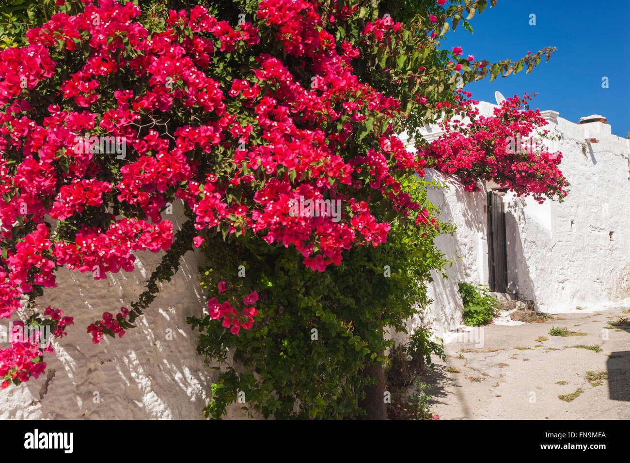 Lahania, Rodi, Egeo Meridionale, Grecia. Spettacolare esibizione di bouganville che cresce su un dipinto di bianco casa di villaggio. Foto Stock