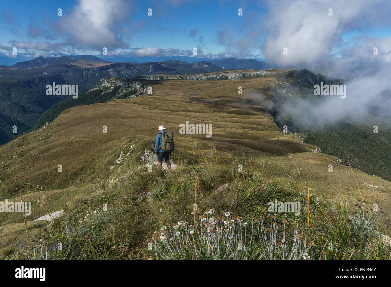 L'uomo escursionismo su 100 acri del plateau, Kahurangi national park, Nuova Zelanda Foto Stock