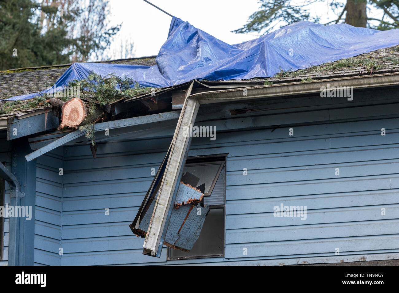Danni al townhouse e tetto da albero caduto durante la tempesta-Victoria, British Columbia, Canada. Foto Stock