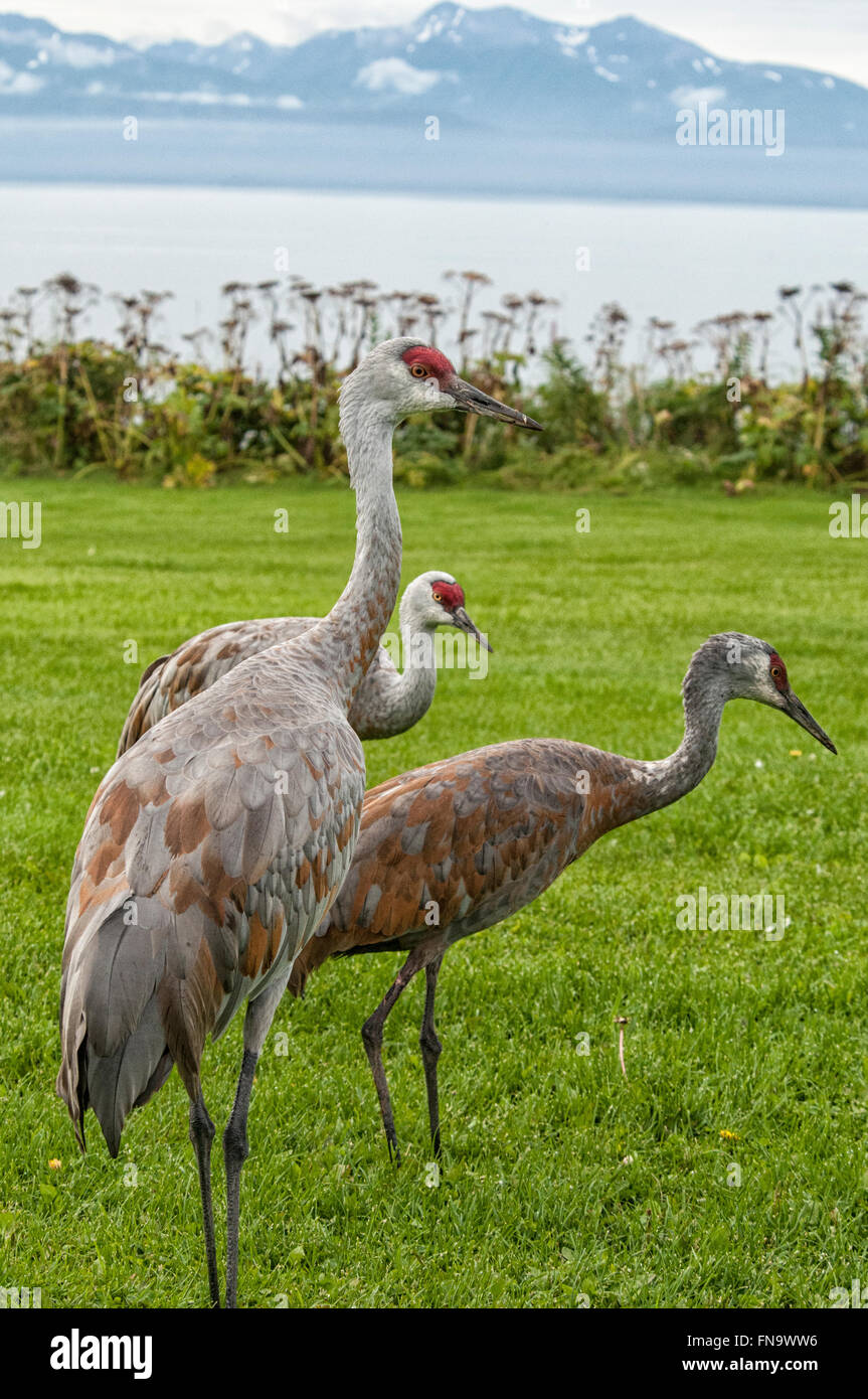 Gruppo di tre minor Sandhill gru Grus canadensis canadensis, sull'erba che si affaccia su Kachemak Bay, Omero, Alaska, STATI UNITI D'AMERICA Foto Stock