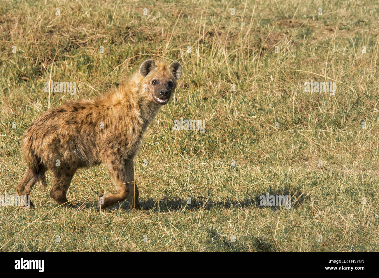 Avvistato iena, Crocuta crocuta, con la bocca aperta, che figurano al sorriso, passeggiate nella Riserva Nazionale di Masai Mara, Kenya, Africa Foto Stock