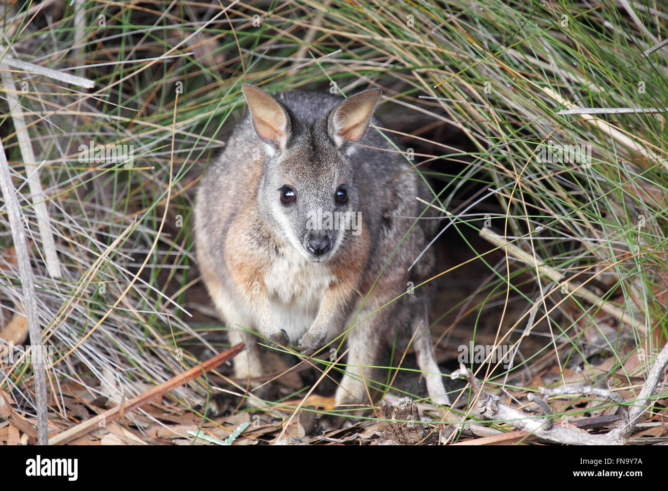Tammar Wallaby (Macropus eugenii) in seduta la boccola nel Parco Nazionale di Flinders Chase su Kangaroo Island, in Australia. Foto Stock