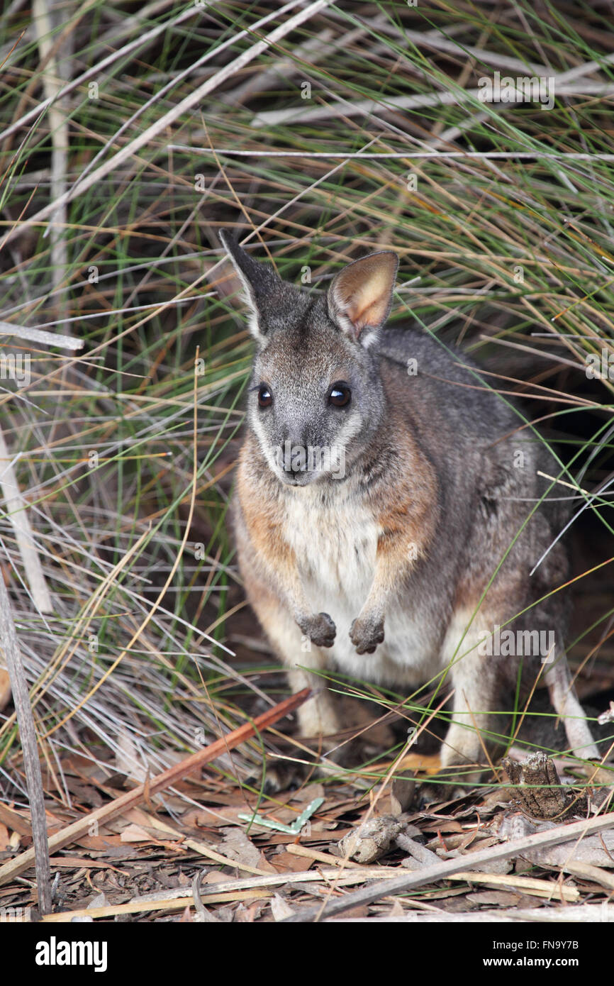 Tammar Wallaby (Macropus eugenii) in seduta la boccola nel Parco Nazionale di Flinders Chase su Kangaroo Island, in Australia. Foto Stock
