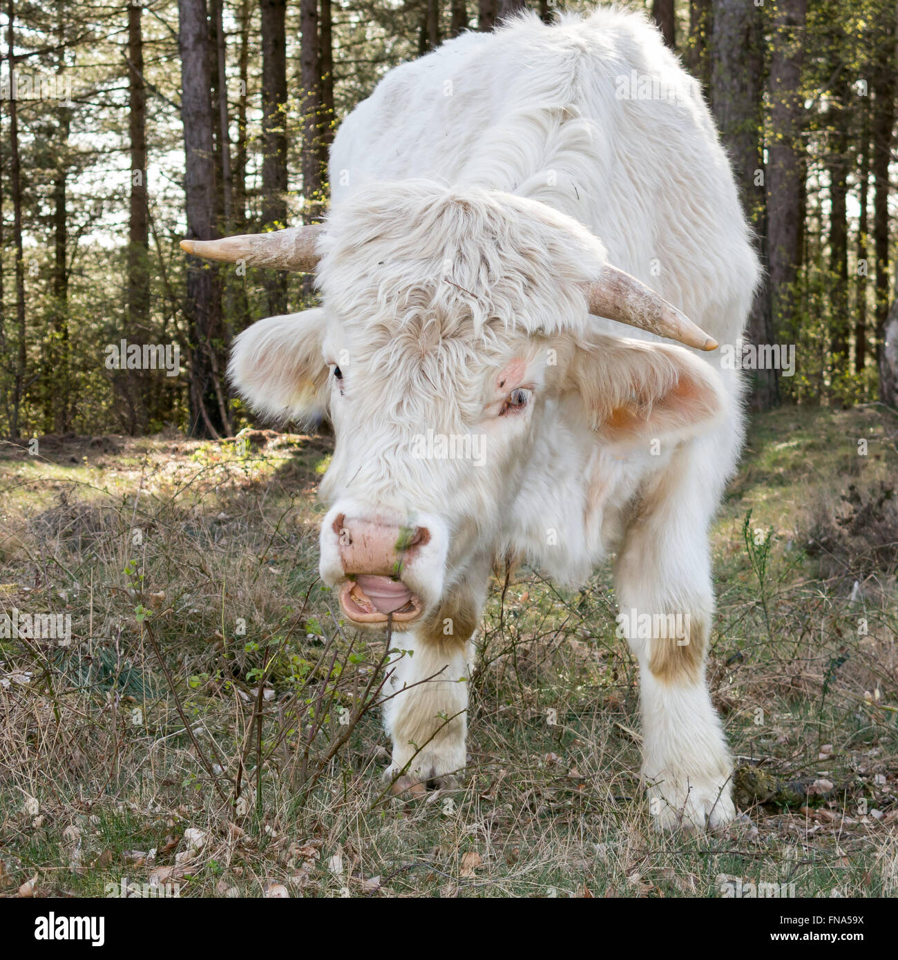 Ritratto di mangiare Charolais cow nei campi del sud heath vicino a Hilversum nel quartiere Gooi, Paesi Bassi Foto Stock
