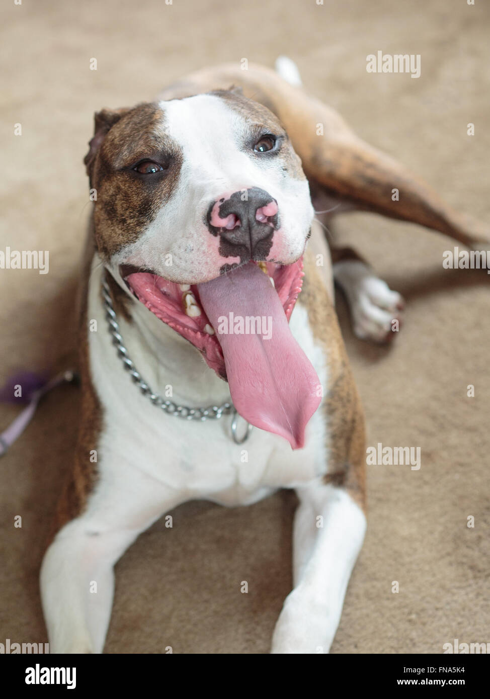 Un tipo di Pitbull cane Foto Stock