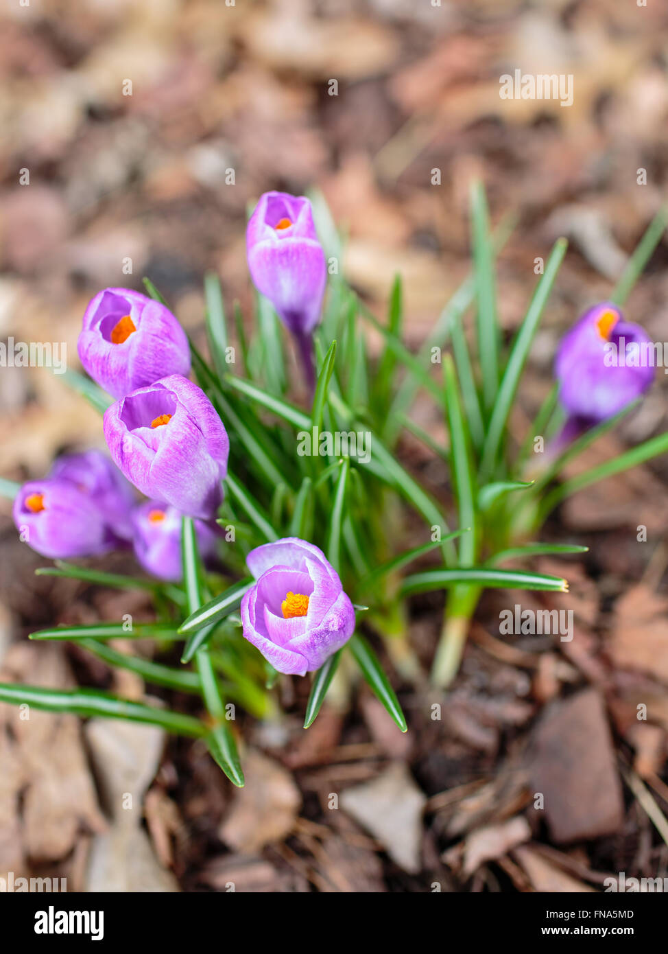 Crocus fiori in primavera Foto Stock