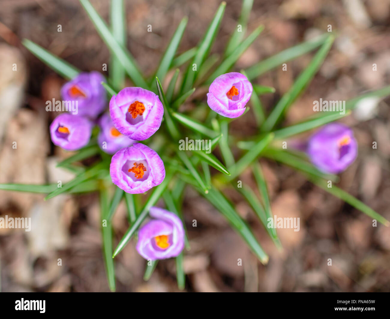 Crocus fiori in primavera Foto Stock