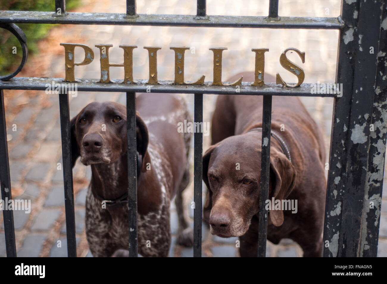 Due cani da caccia marrone razza labrador retriever al cancello della casa di campagna a Holt, UK. Foto Stock