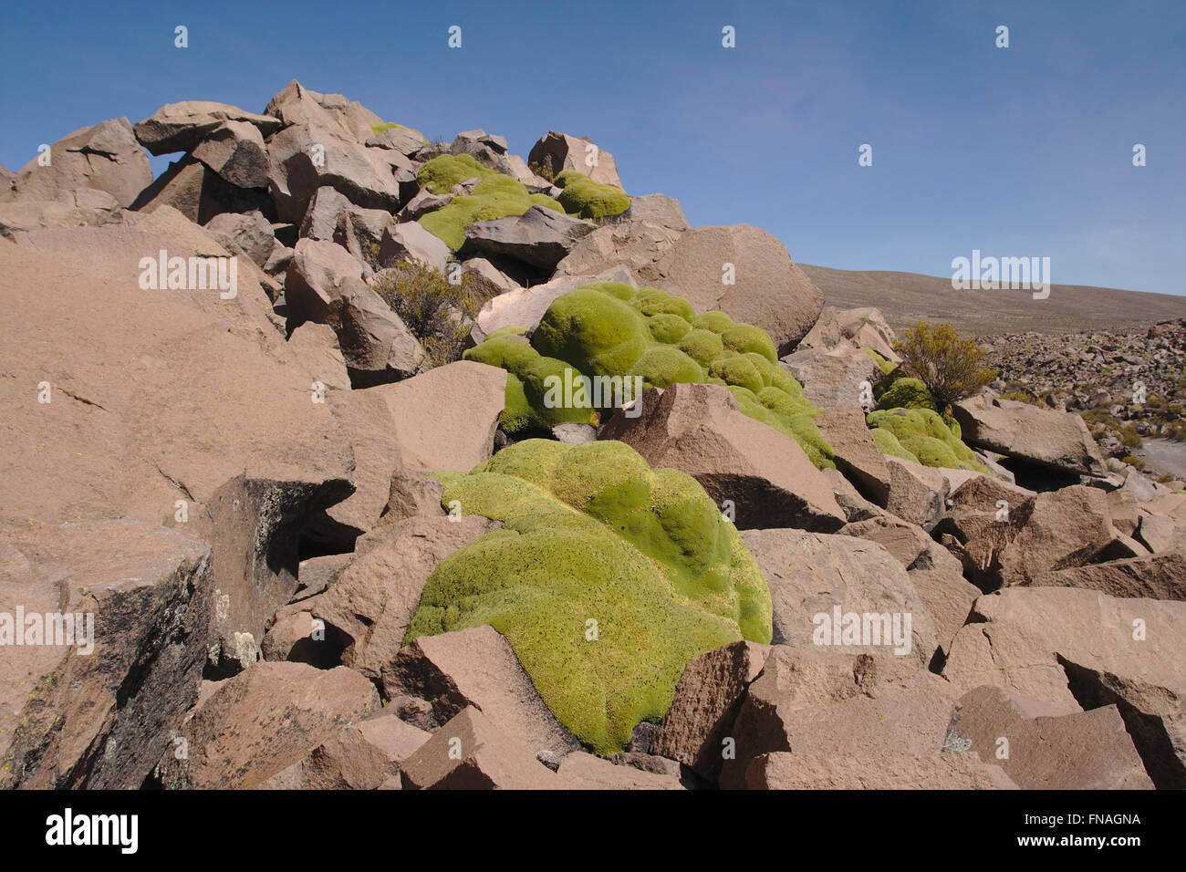 Impianto di cuscino (Azorella compacta) su rocce vulcaniche in Lauca National Park, Cile Foto Stock