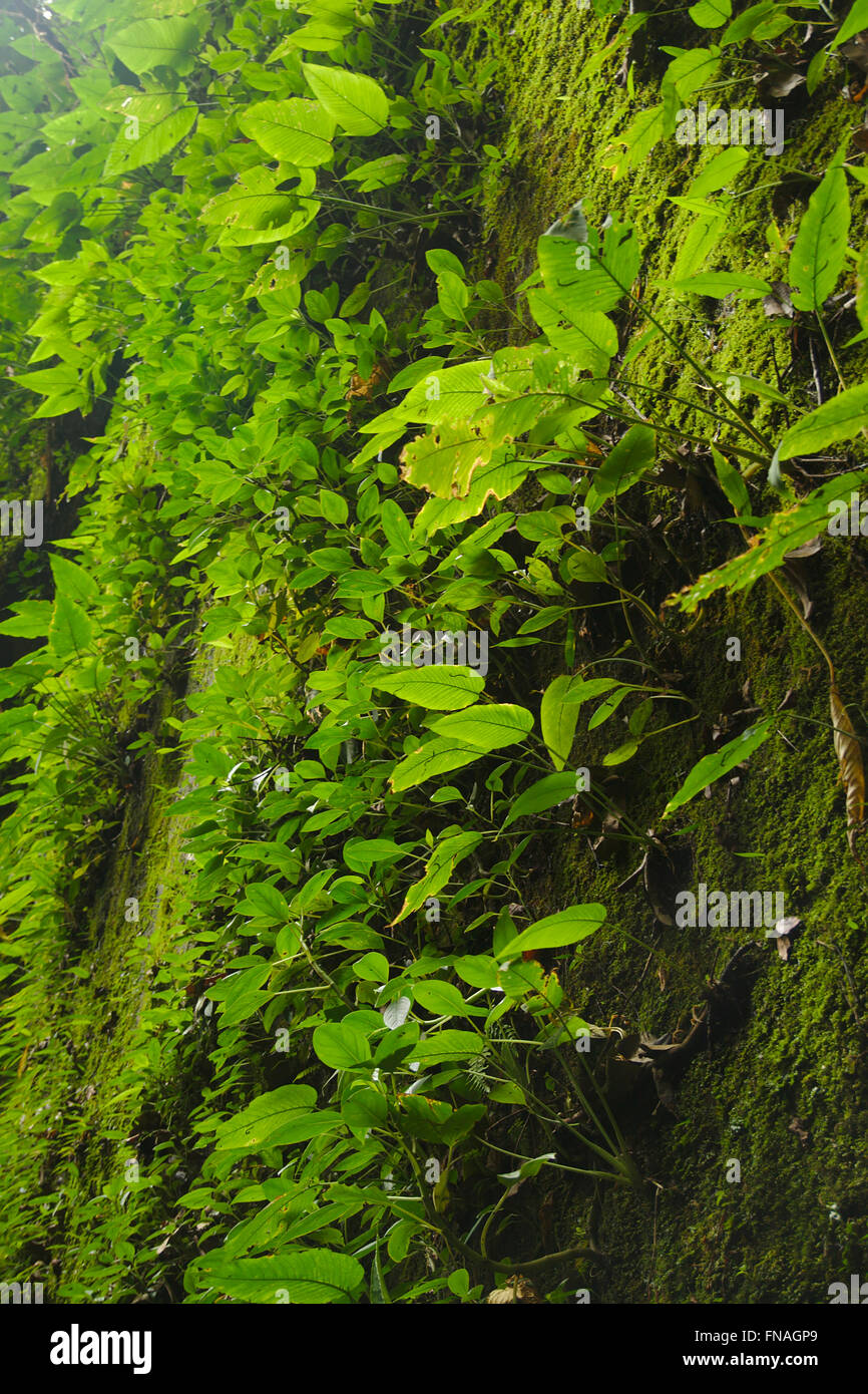 Vegetazione su una ripida roccia in Amboro National Park, Bolivia Foto Stock