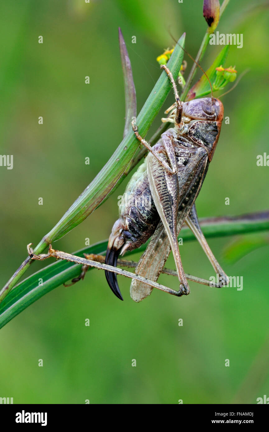 Boccola grigia cricket (Platycleis albopunctata grisea / Locusta grisea ) femmina preda di mangiare Foto Stock