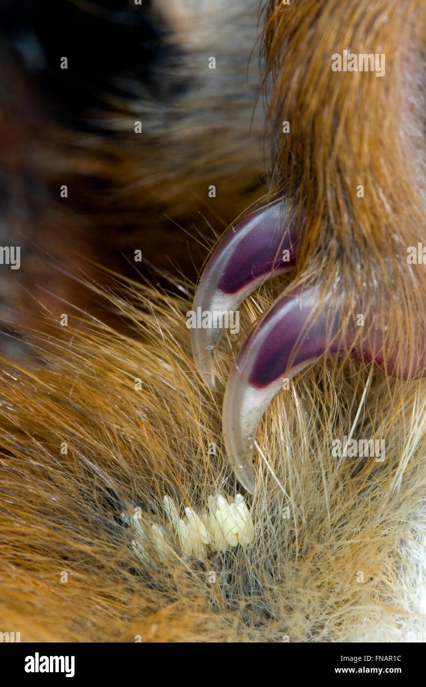 Uova di Greenbottle fly Lucilia (sp) in pelliccia di scoiattolo rosso (Sciurus vulgaris) Foto Stock