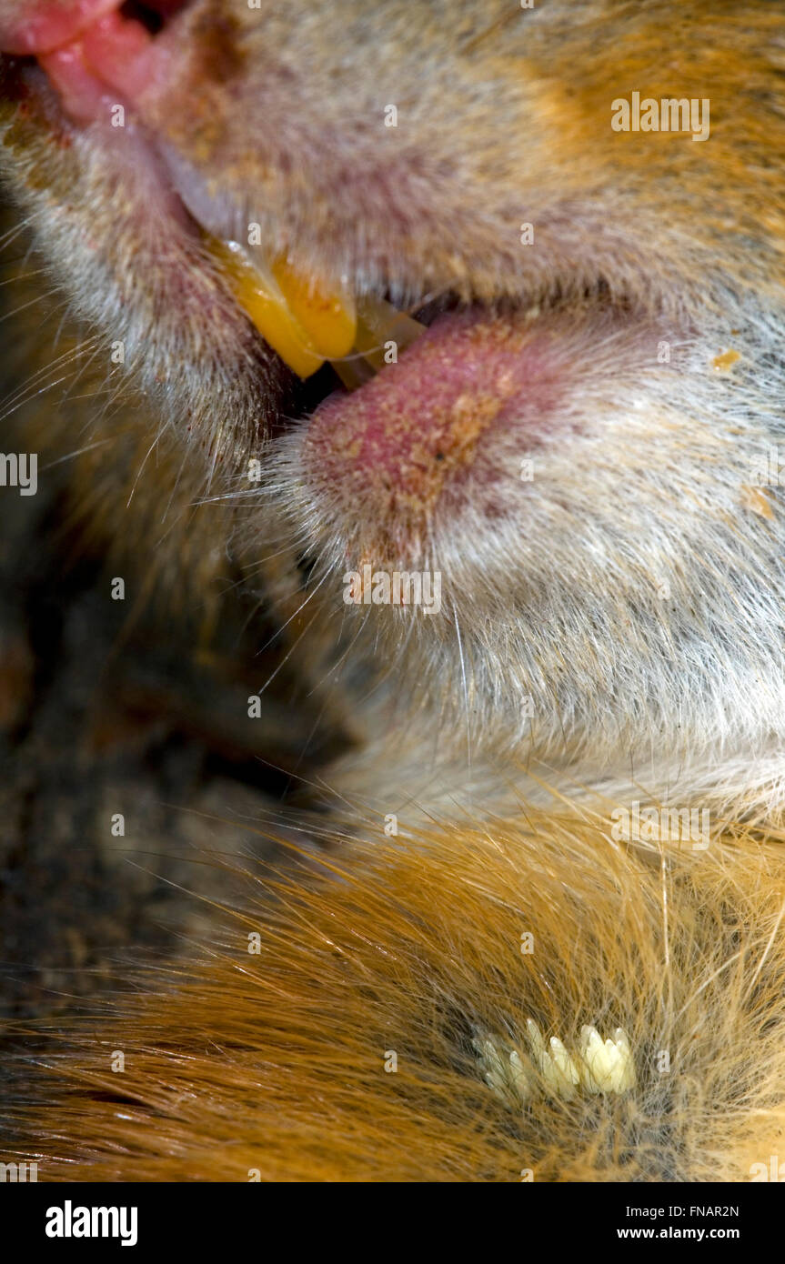 Uova di Greenbottle fly Lucilia (sp) in pelliccia di dead red scoiattolo (Sciurus vulgaris) Foto Stock