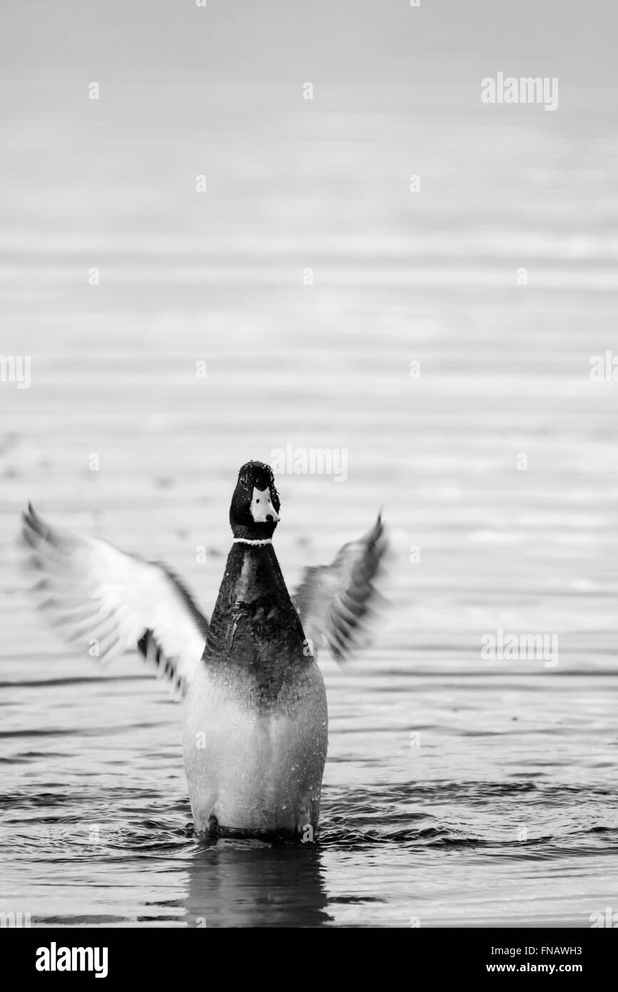 Mallard sbattimenti ali in acqua di lago Foto Stock
