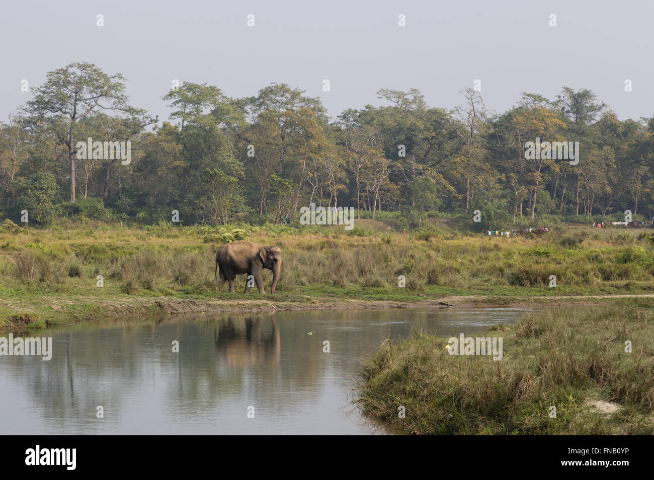 Un elefante in un fiume di Chitwan il parco nazionale, il Nepal Foto Stock