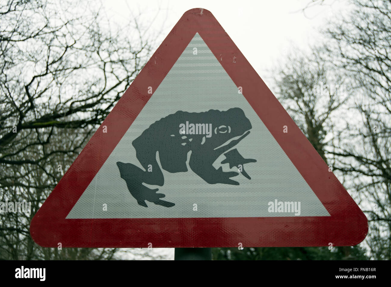 British cartello stradale che indica i rospi o rane probabilmente attraversando la strada durante la loro migrazione Foto Stock