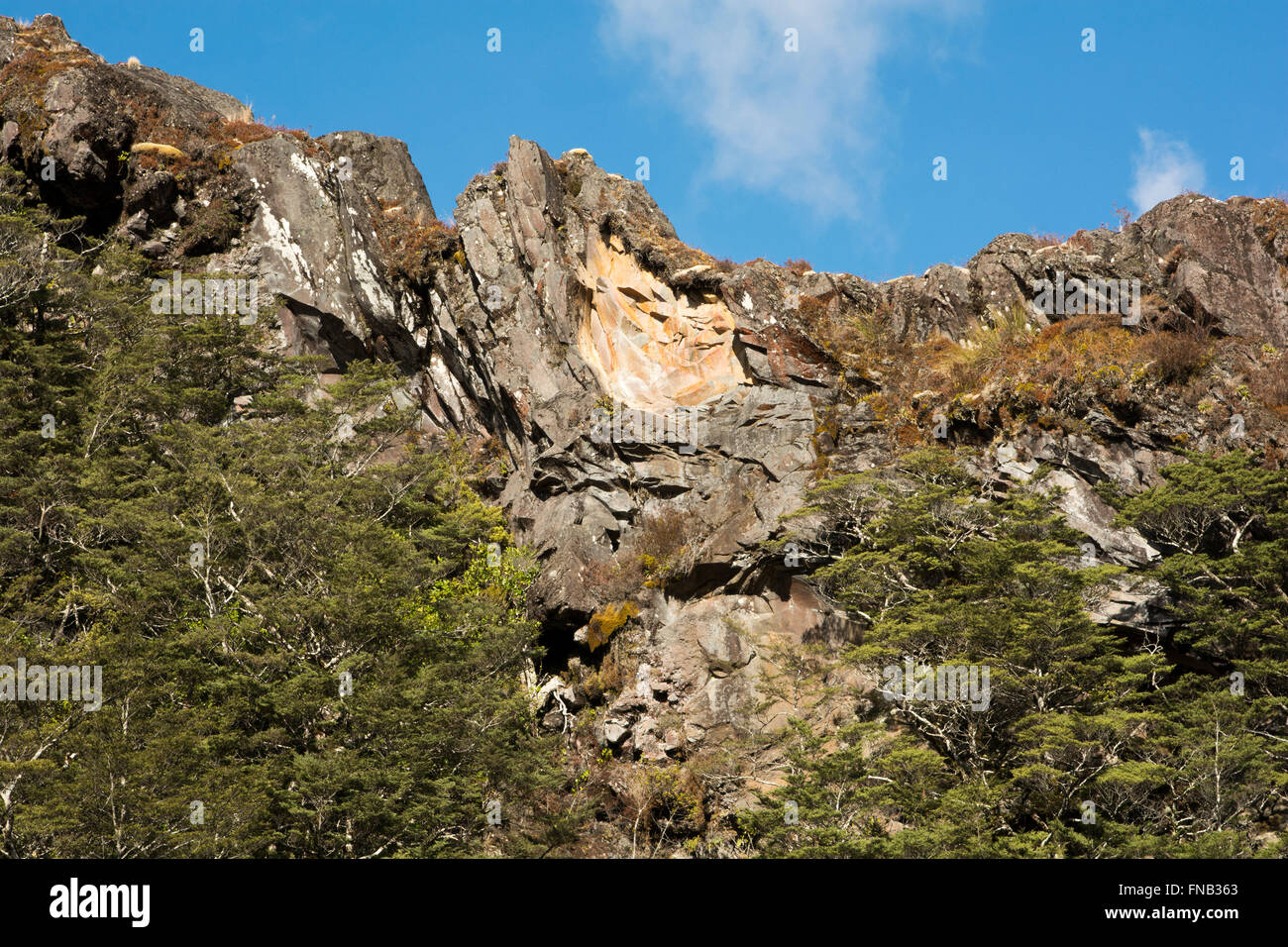 Cresciuto vecchio sud della foresta di faggio copre parti del parco nazionale di Tongariro alle pendici del Monte Ruapehu in Nuova Zelanda. Foto Stock