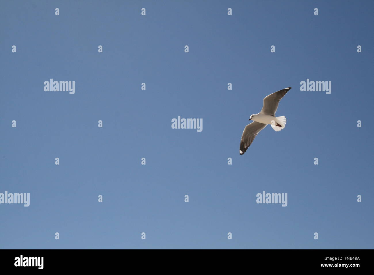 Un gabbiano in volo in un cielo blu Foto Stock