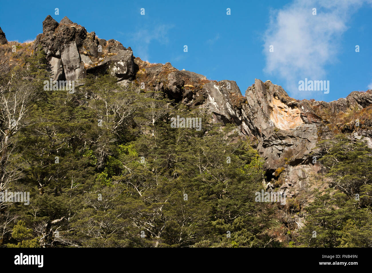 Cresciuto vecchio sud della foresta di faggio copre parti del parco nazionale di Tongariro alle pendici del Monte Ruapehu in Nuova Zelanda. Foto Stock