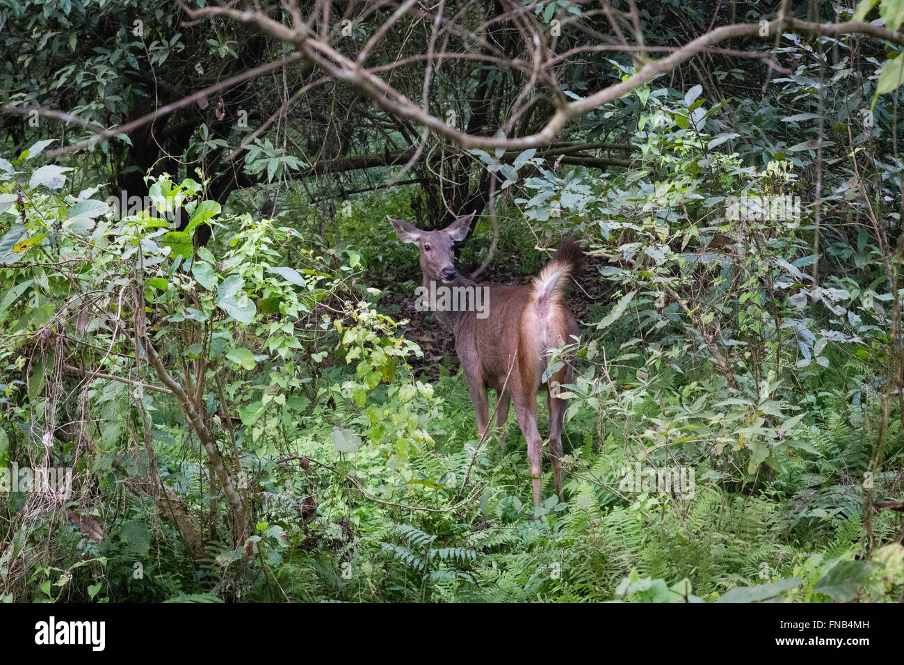 Cervi in una foresta di Chitwan il parco nazionale, il Nepal. Foto Stock