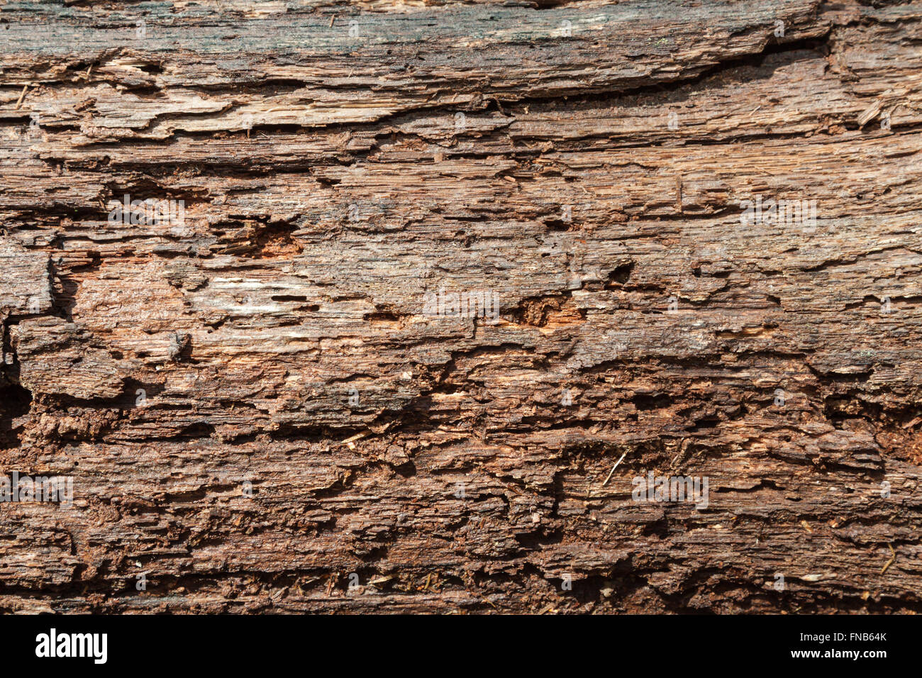 Legno e texture ad albero o dello sfondo Foto Stock