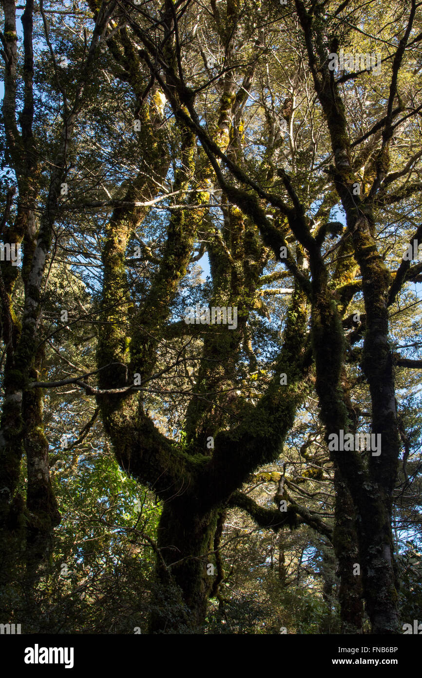 Cresciuto vecchio sud della foresta di faggio copre parti del parco nazionale di Tongariro alle pendici del Monte Ruapehu in Nuova Zelanda. Foto Stock