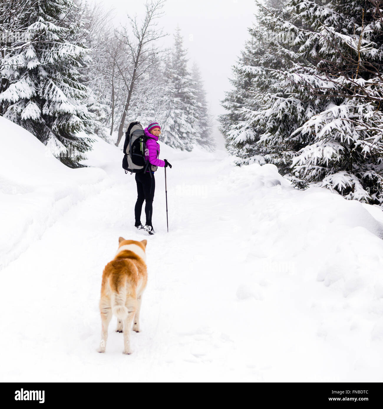Donna escursionismo in inverno i boschi della Foresta di akita cane. Trekking con zaino sulla montagna innevata trail. La ricreazione del fitness e salute Foto Stock