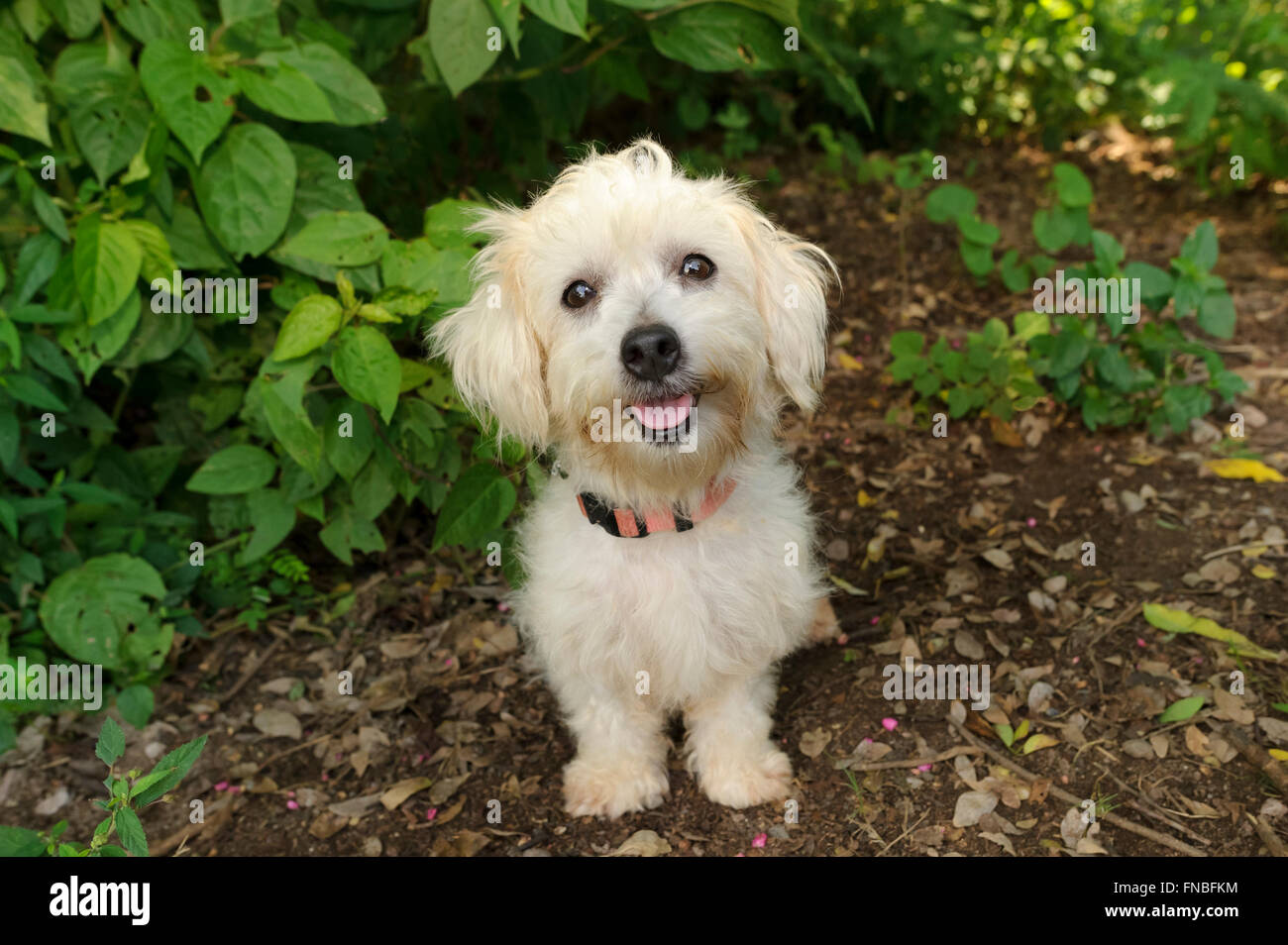 Happy dog è un bianco felice cercando cane con cute orecchie floppy e i suoi adorabili linguetta rosa e incandescente occhi marroni dando un grande Foto Stock