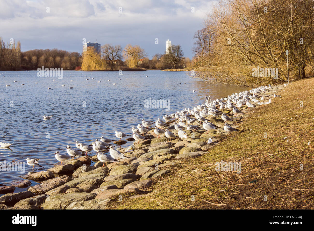 Gabbiani sulla riva del lago in un parco a Malmo, Svezia. Foto Stock