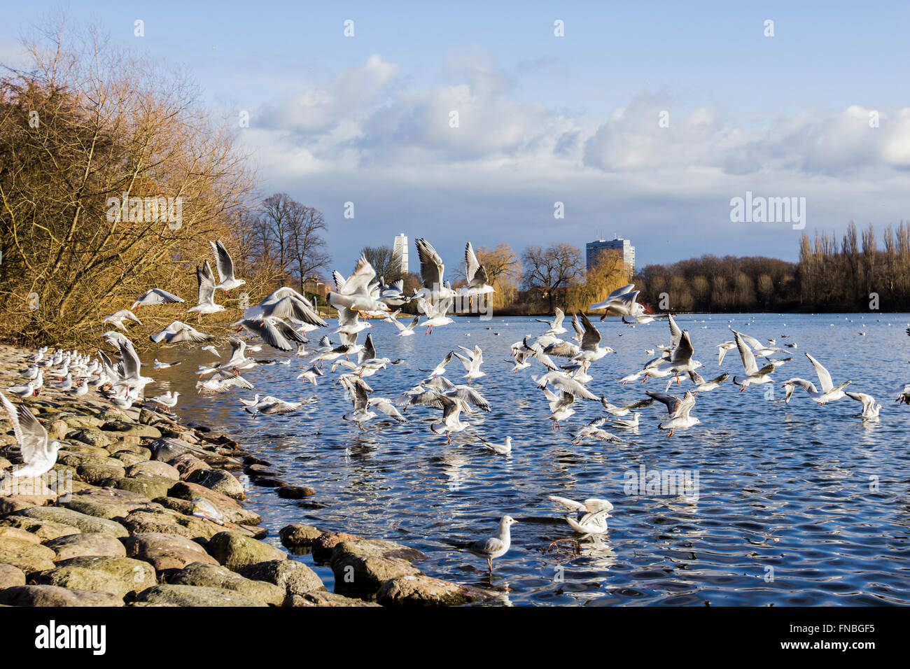 Gabbiani volare sulla riva del lago in un parco a Malmo, Svezia. Foto Stock