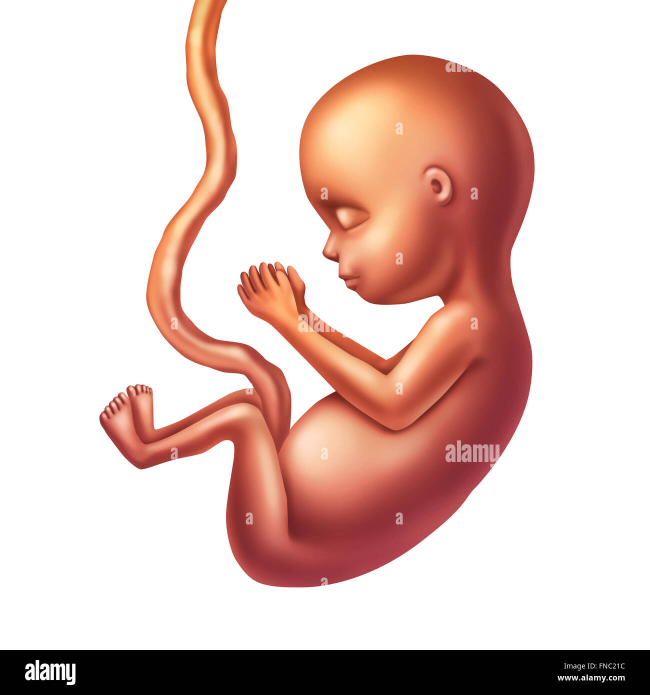 Feto umano concetto figura come una prenatale crescita del bambino con un cavo umbilicle isolato su uno sfondo bianco come un ostetrico simbolo della medicina per la gravidanza salute e sanità fetale icona. Foto Stock