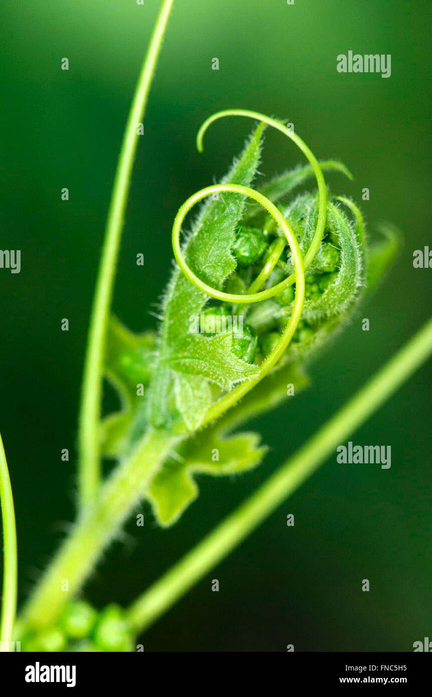 Impianto con stelo di arrampicata di Bryonia dioica, fam. Cucurbitacee. Osseja, Linguadoca Rossiglione e Pirenei Orientali, Francia Foto Stock