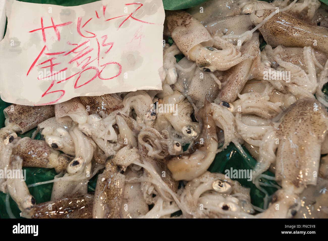 Calamari freschi, Yari-Ika, per la vendita, il Mercato del Pesce di Tsukiji, Tokyo, Giappone Foto Stock