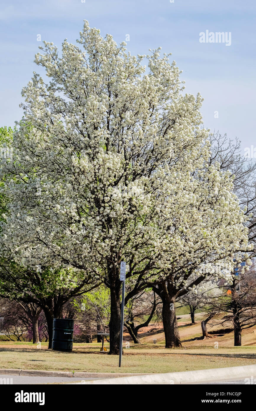 Bradford Pear Trees, o pere della galleria, P. Calleryana, in fiore di primavera. Oklahoma City, Oklahoma, Stati Uniti. Foto Stock