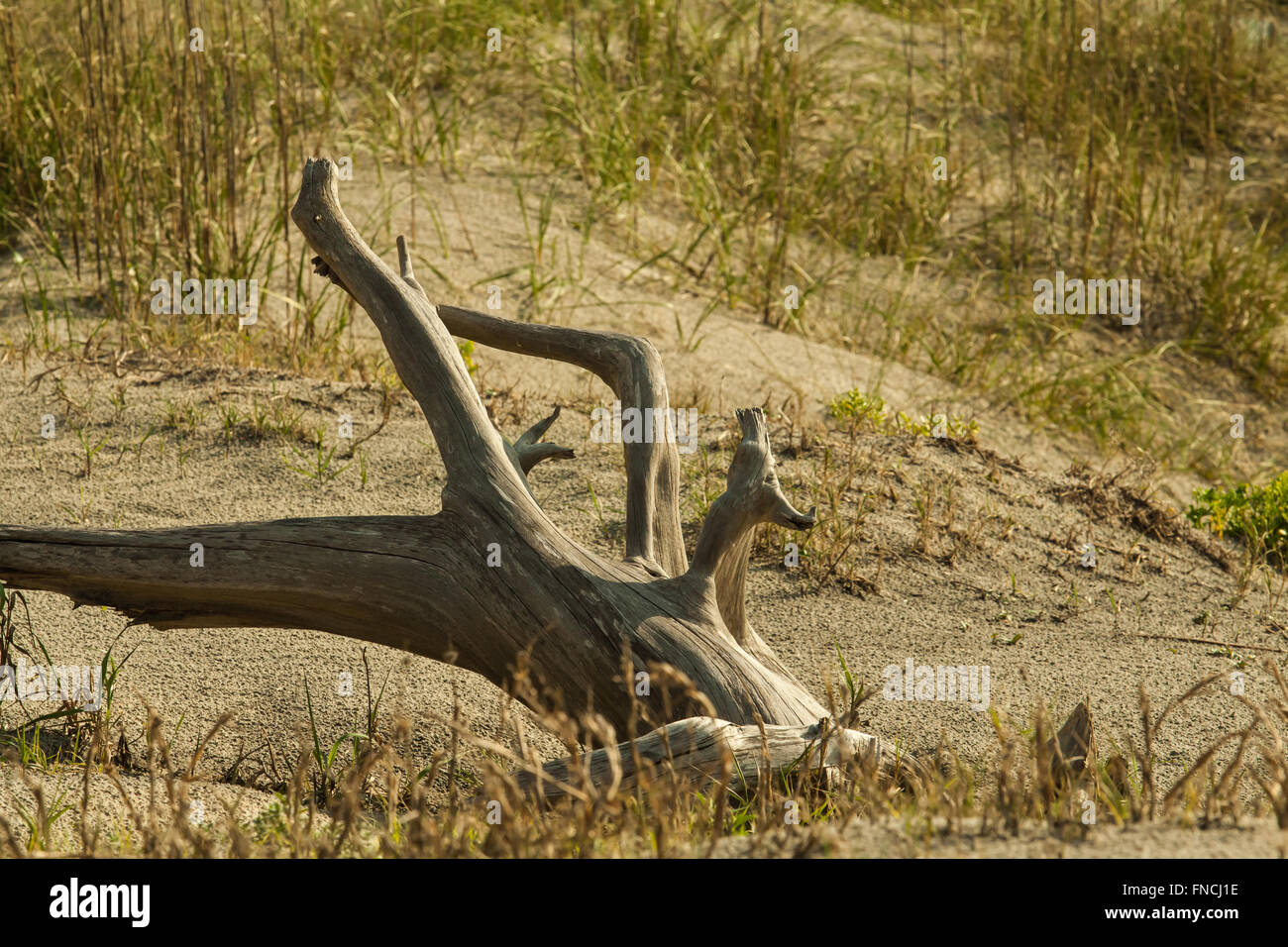 Beach driftwood on Grassy dune di sabbia Foto Stock