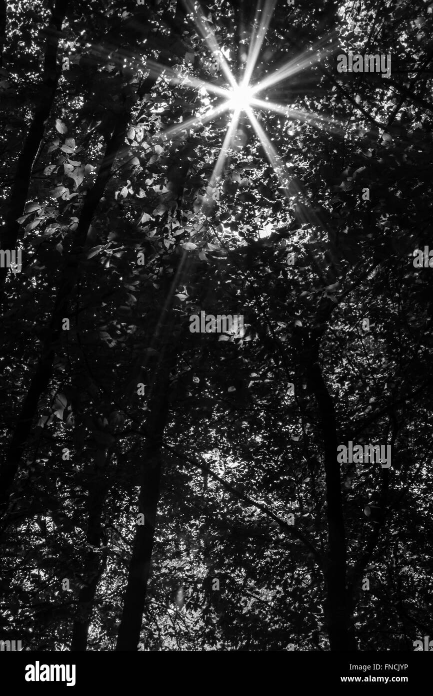La luce nella foresta scura Foto Stock
