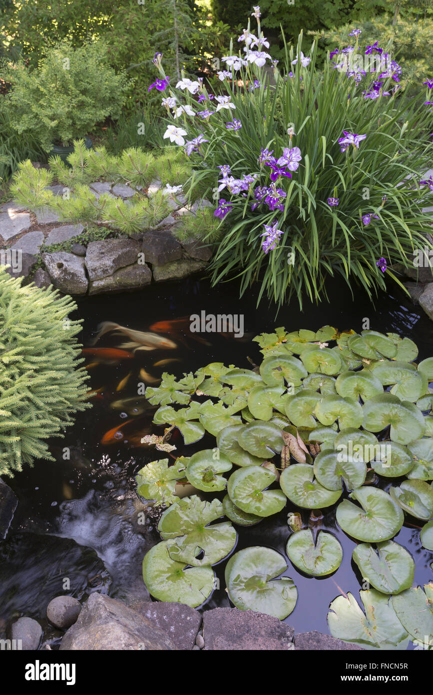 Una piccola cascata rivoli in questo appartato koi pond circondato da iridi giapponese e una varietà di alberi sempreverdi nana fornisce Foto Stock