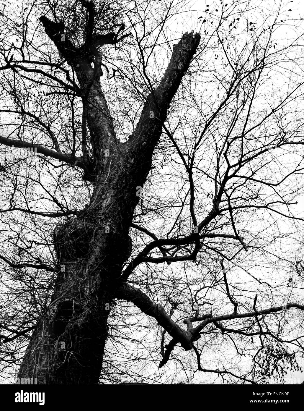Vecchio albero in bianco e nero contro il cielo di nebbia Foto Stock