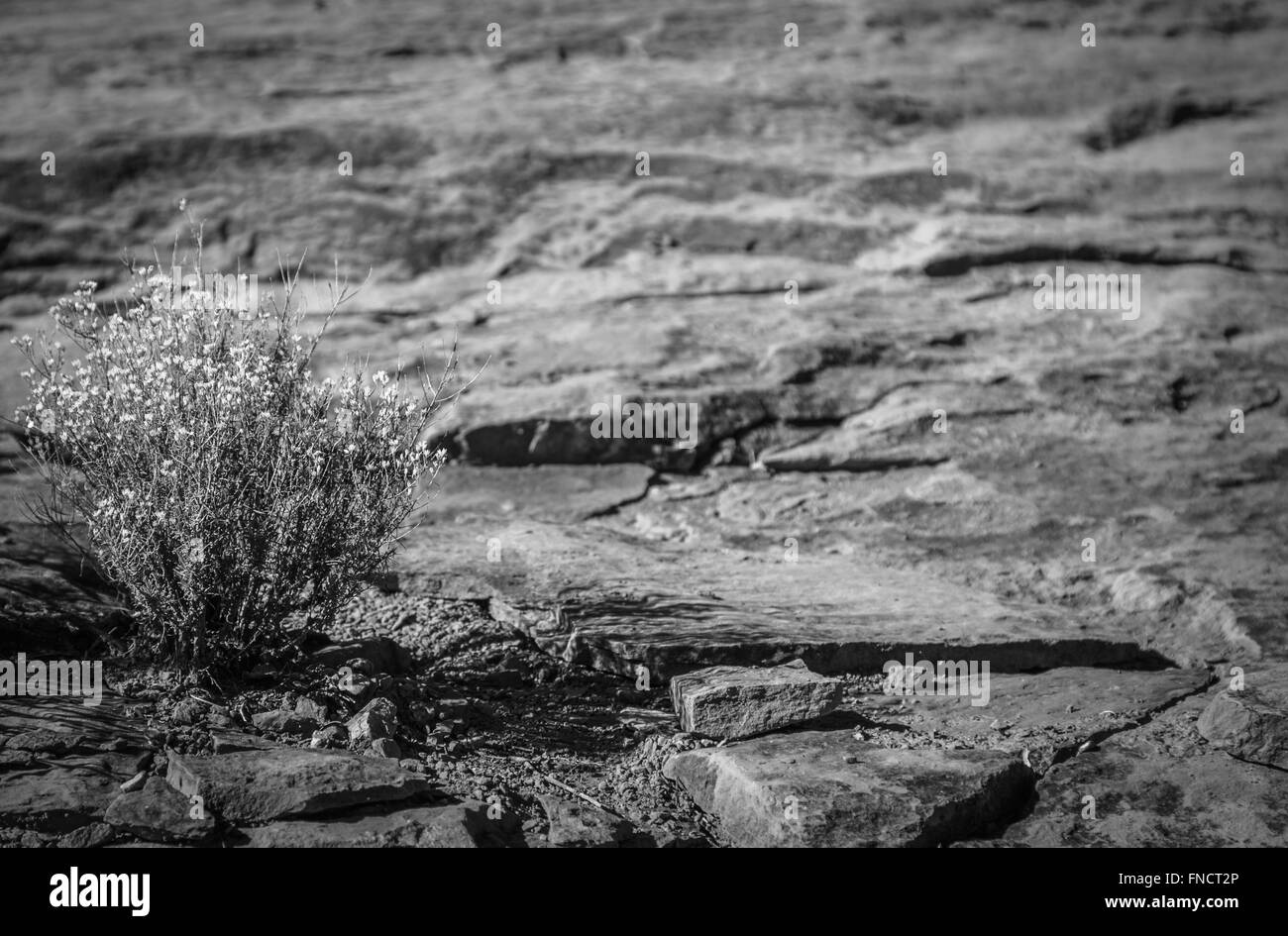 Il paesaggio del deserto Foto Stock