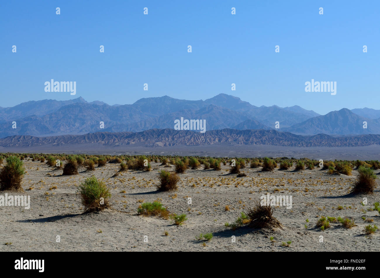 Devil's Cornfield nella Death Valley, California. Montagne nebuloso terreno sabbioso sotto fumoso cielo blu. Foto Stock