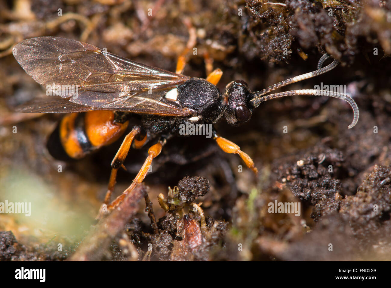 Ichneumon parassita sarcitorius wasp. Identificazione incerta di vistosamente segnato orange wasp in famiglia Ichneumonidae Foto Stock