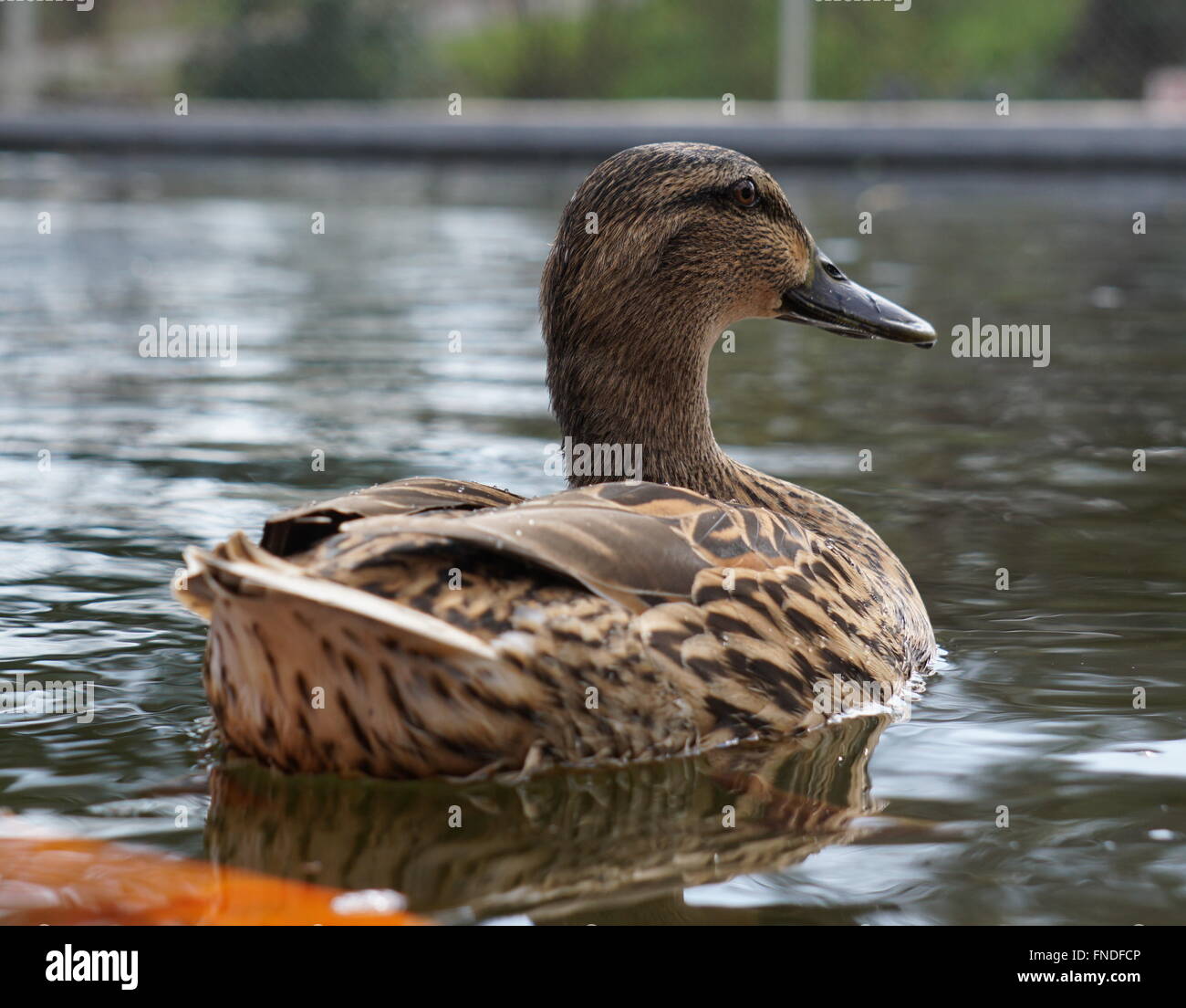 Anatra in uno stagno Foto Stock