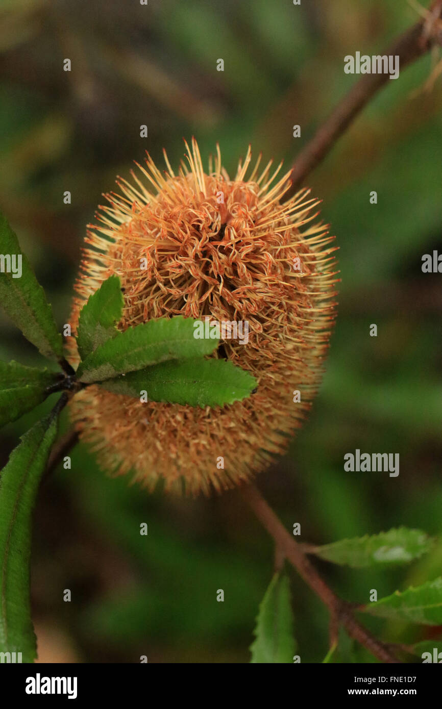 Orange Australian Banksia oblongifolia, noto anche come un arrugginito banksia, un fiore con dei picchi Foto Stock