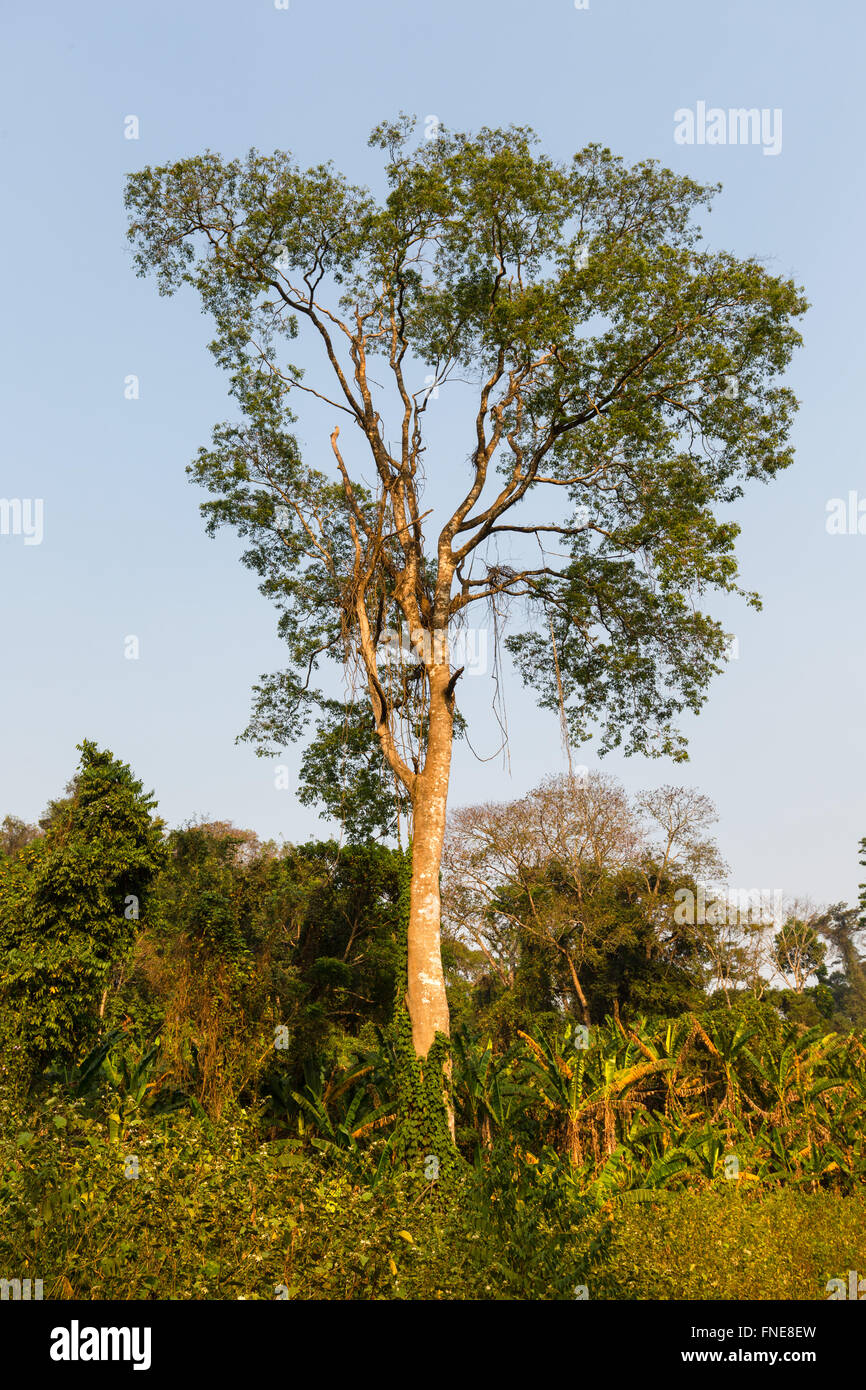 Vegetazione tropicale, foresta, jungle, foresta pluviale a Senmonorom, Sen Monorom, zone di Mondulkiri Provincia, Cambogia Foto Stock